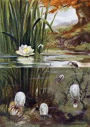 The Water Spider and Its Diving Bell
